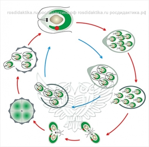 Модель-аппликация "Размножение одноклеточной водоросли"