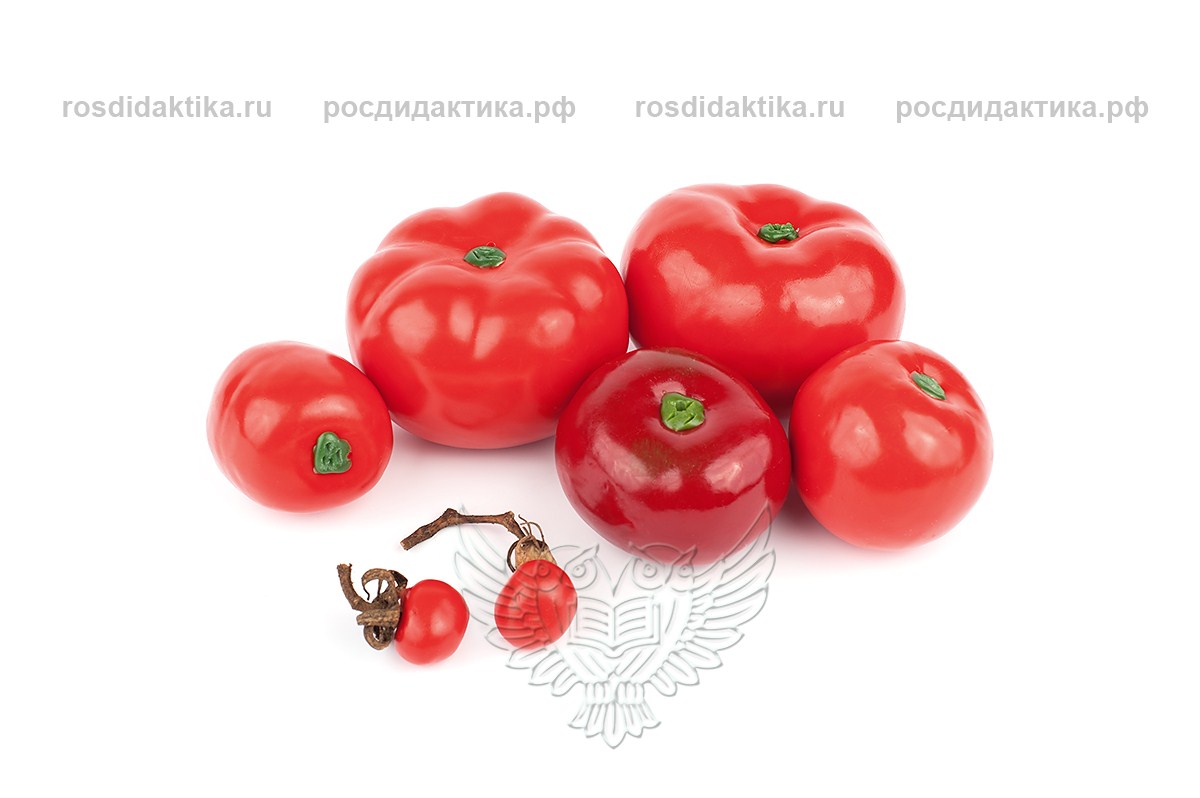 Муляжи в наборе "Дикая форма и культурные сорта томатов"
