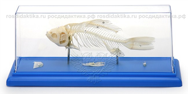 Модель остеологическая "Скелет рыбы"