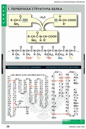 Комплект таблиц "Белки и нуклеиновые кислоты" (8 таблиц 680х980)