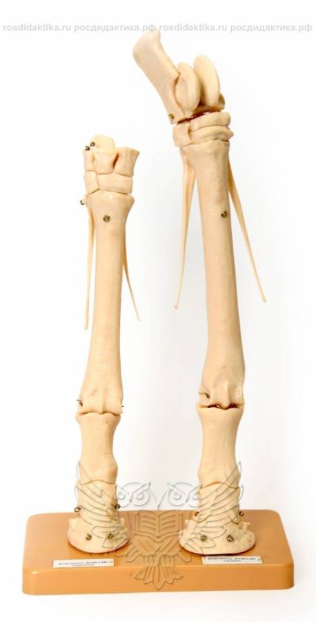 Модель остеологическая "Скелет конечности лошади" (передняя и задняя) на подставке