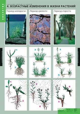 Комплект таблиц "Растение – живой организм" (4 таблицы 680х980)