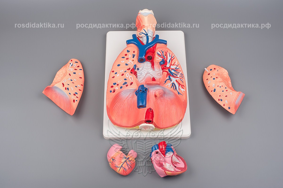 Модель объёмная "Система органов дыхания"