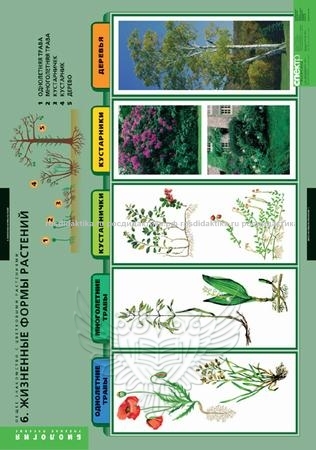 Комплект таблиц "Общее знакомство с цветковыми растениями" (6 таблиц 680х980)