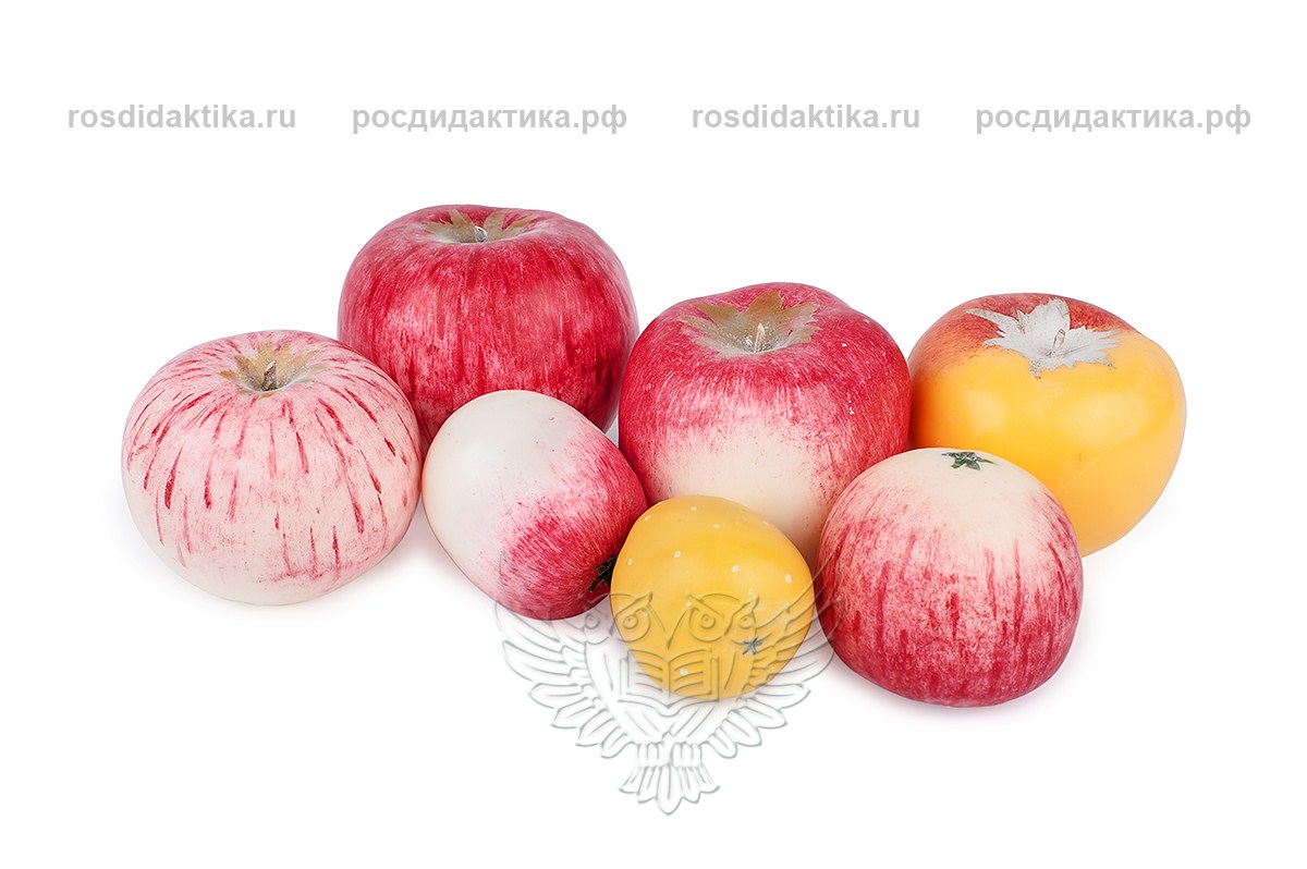 Муляжи в наборе "Дикая форма и культурные сорта яблок"