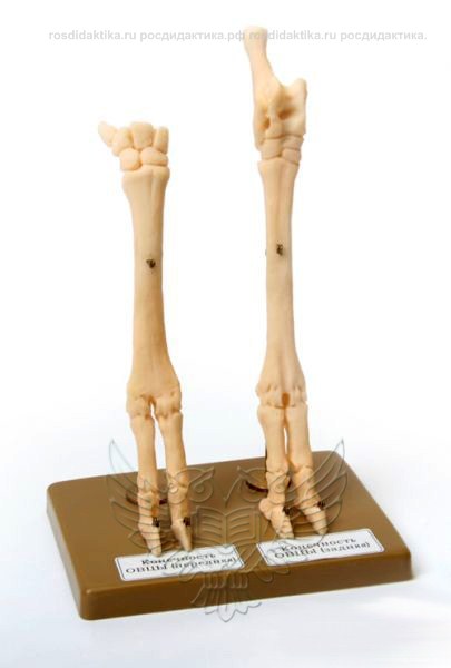 Модель остеологическая "Скелет конечности овцы" (передняя и задняя) на подставке