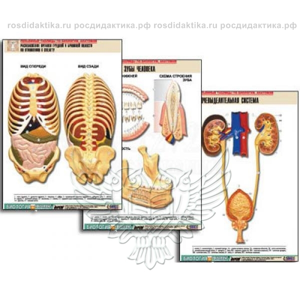 Комплект таблиц "Анатомия" (21 шт.) (лам.)