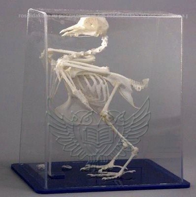 Модель остеологическая "Скелет голубя"