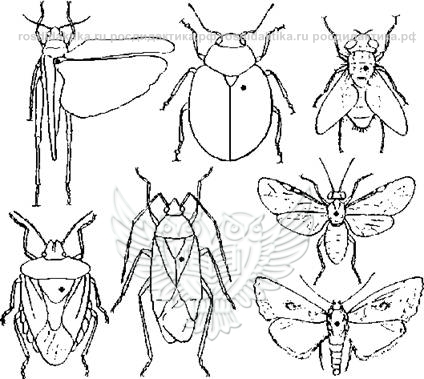 Коллекция энтомологическая "Насекомые для рисования"