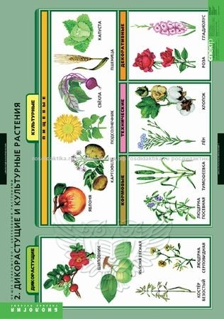Комплект таблиц "Общее знакомство с цветковыми растениями" (6 таблиц 680х980)