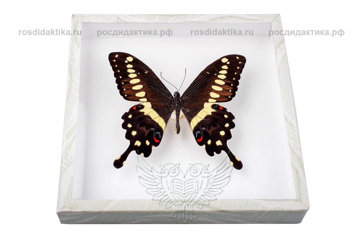 Коллекция энтомологическая "Бабочка тропическая" для рисования