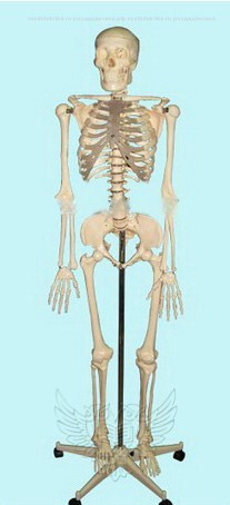 Модель остеологическая "Скелет человека", 170 см.