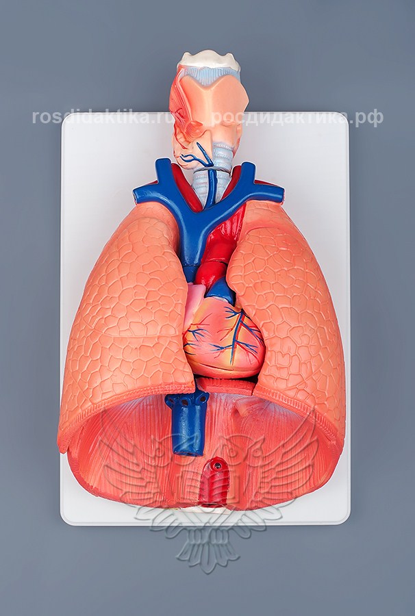 Модель объёмная "Система органов дыхания"
