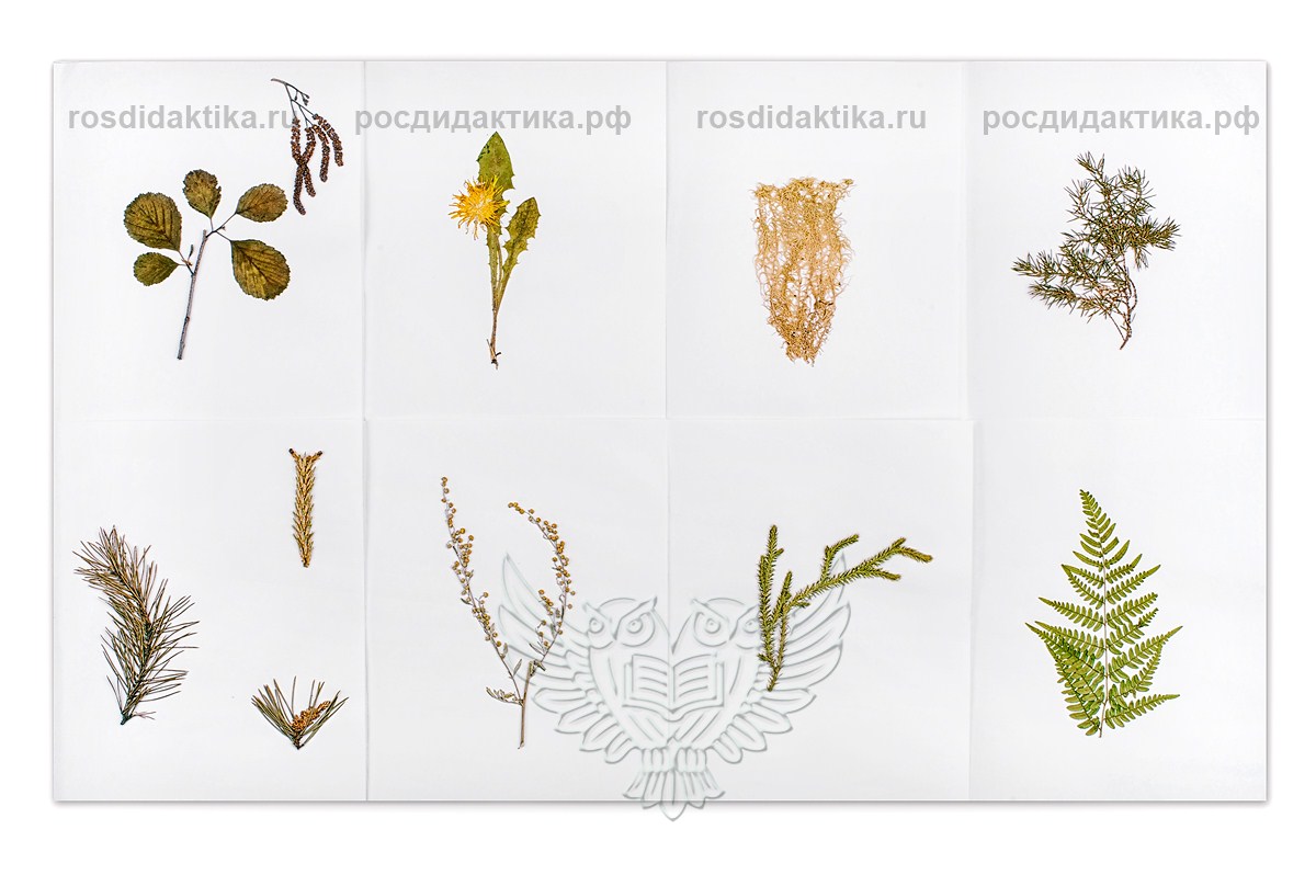 Гербарий "Дикорастущие растения" (28 видов) формат А-3