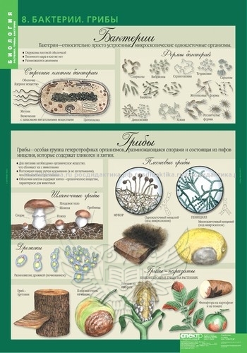 Комплект таблиц "Биология 6 класс. Растения, грибы, лишайники" (14 таблиц 680х980)