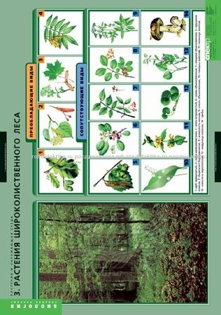 Комплект таблиц "Растения и окружающая среда" (7 таблиц 680х980)