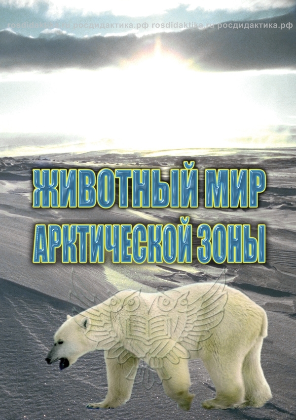 Видеофильм "Животный мир Арктической зоны"