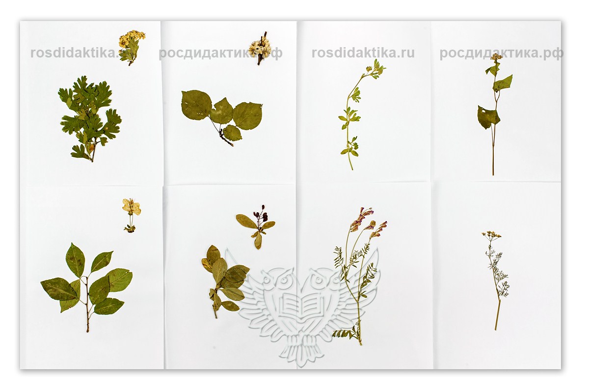 Гербарий "Медоносные растения" (24 вида) формат А-3