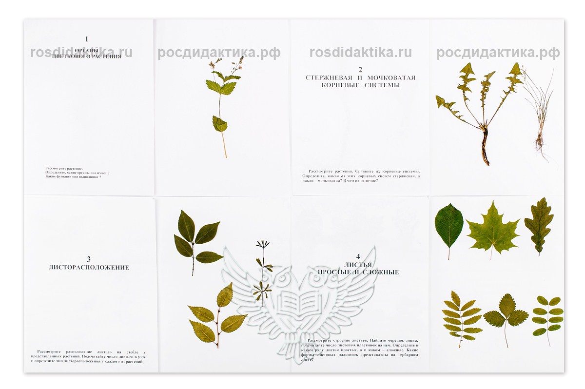 Гербарий "Морфология растений" (5 тем х 3 листа) формат А-3