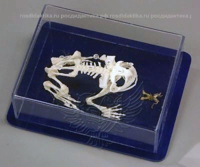 Модель остеологическая "Скелет лягушки"