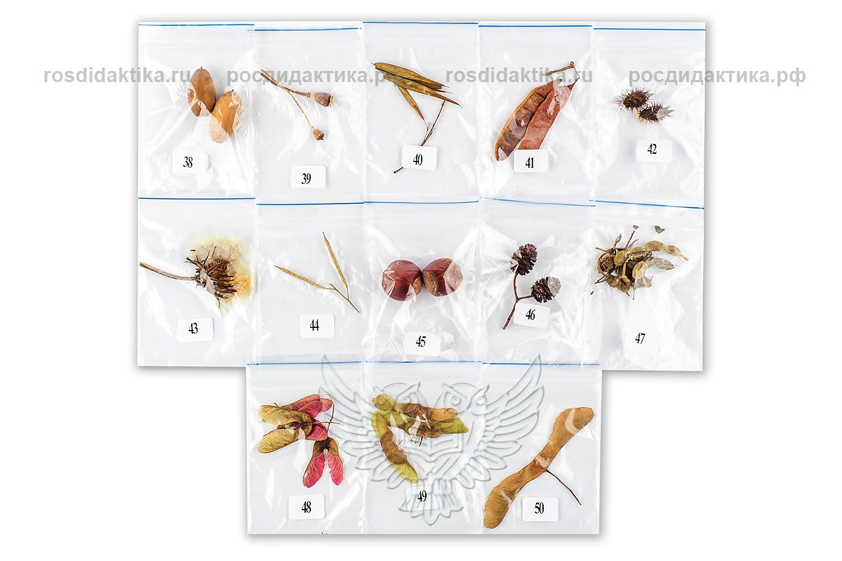 Коллекция "Семена" к гербарию для начальной школы (50 видов)
