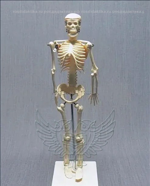 Модель остеологическая "Скелет человека", 85 см.