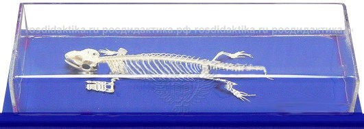 Модель остеологическая "Скелет ящерицы"