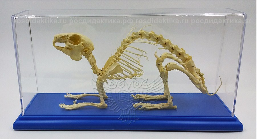 Модель остеологическая "Скелет кролика" 