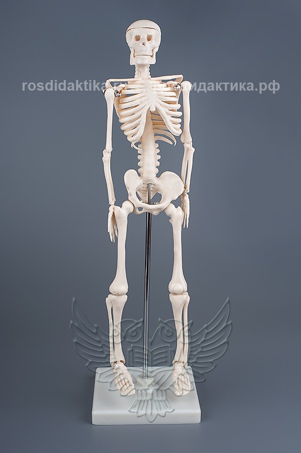 Модель остеологическая "Скелет человека", 42 см.