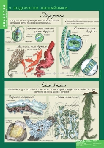 Комплект таблиц "Биология 6 класс. Растения, грибы, лишайники" (14 таблиц 680х980)