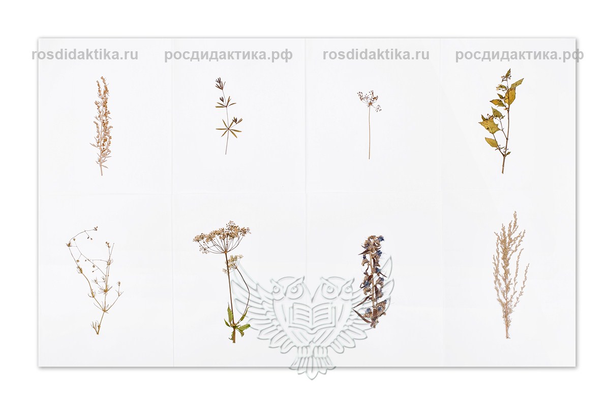 Гербарий "Сорные растения" (24 вида) формат А-3